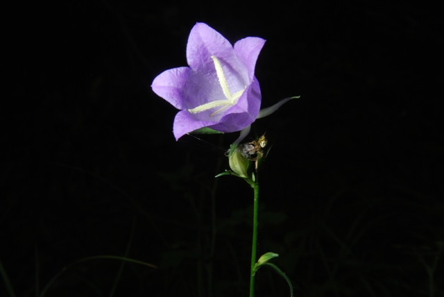 Campanula persicifolia